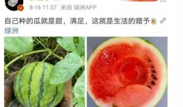 可以吃娱乐圈瓜吗,揭秘明星幕后故事