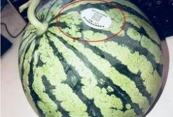 云南网红吃瓜,趣味横生引网友热议