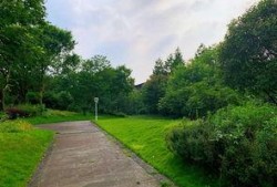 泥洼树兰最新爆料,揭开神秘植物背后的传奇故事